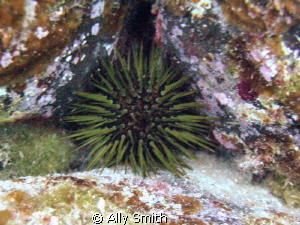 Taken at Ronc Del Faro Tenerife
Natural Light
15m
Cano... by Ally Smith 